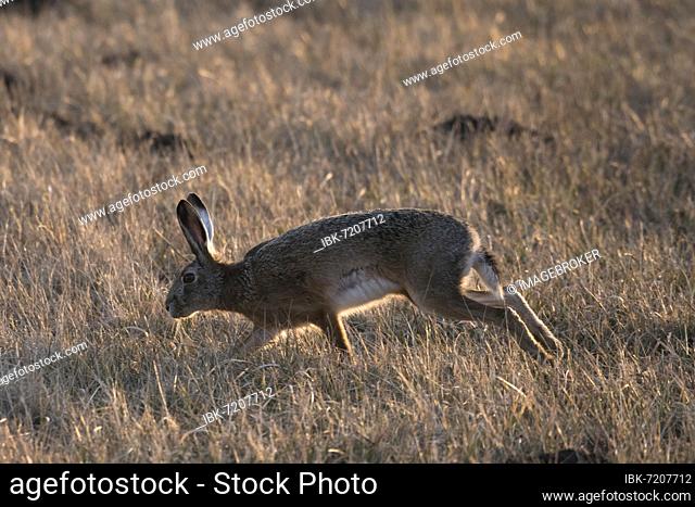 European hare (Lepus europaeus) running, backlight, rutting season, Seewinkel, Burgenland, Austria, Europe