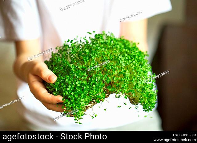 microgreen sprouts in kids hands Raw sprouts, microgreens, healthy eating concept. Sprouting Microgreens. Seed Germination at home