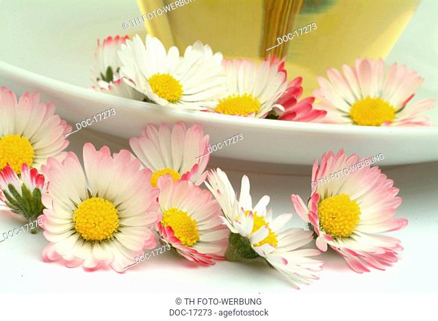 medicinal tea made of Daisy - fresh blossoms and cup of tea - herb - medicinal plant - Margheritina dei prati - Pratolina comune - te