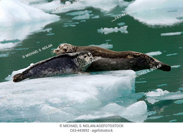 Harbor Seal (Phoca vitulina) mother and pup on ice in Tracy Arm, Southeast Alaska, USA