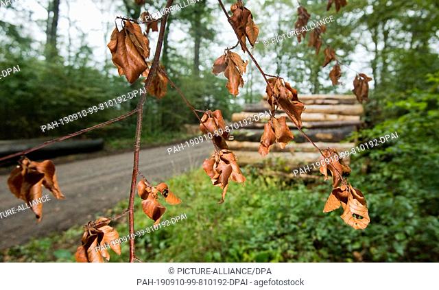 09 September 2019, Lower Saxony, Wolfsburg: Dried-out leaves hang from a dry branch of a beech tree in the Hohnstedter Holz forest area