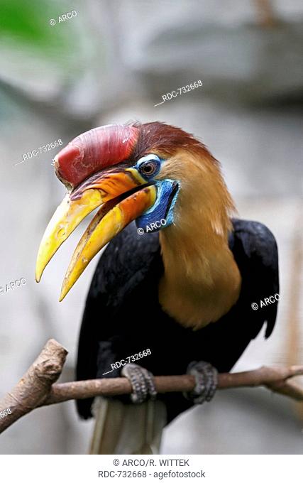 Sulawesi wrinkled hornbill (Aceros cassidix), captive