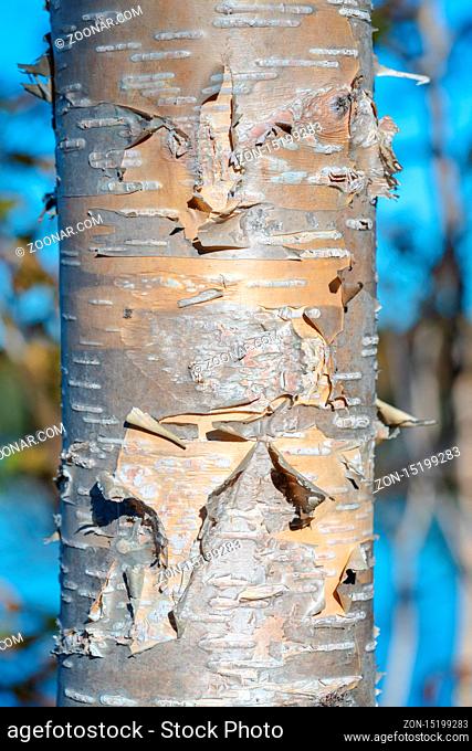 Fragment of birch tree trunk with flaky birch bark on autumn background in sunny weather. Natural wild environmental concept