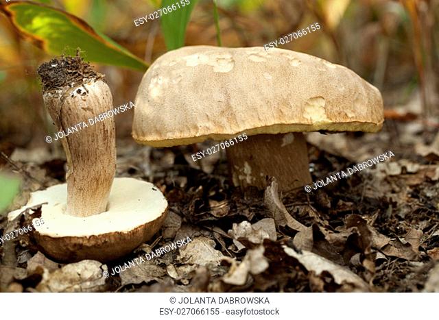 edible mushrooms (Boletus reticulatus Schaeff) in forest