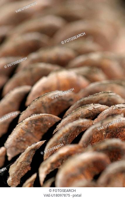 cone, pine, pine cone, close-up, surface, texture