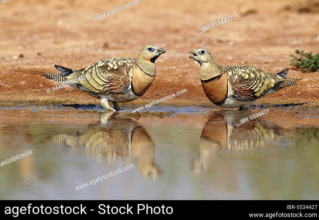 Pin-tailed Sandgrouse (Pterocles alchata) two adult males, in eclipse plumage, drinking at pool, Belchite Plains, Aragon, Spain, Europe