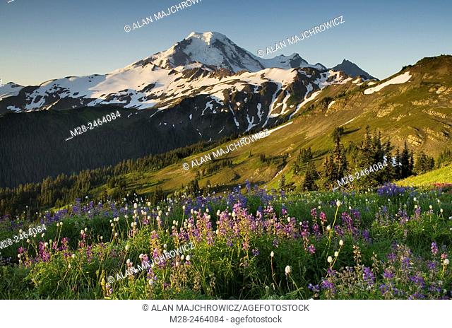 Mount Baker, seen from wildflower meadows on Skyline Divide, Mount Baker Wilderness Washington