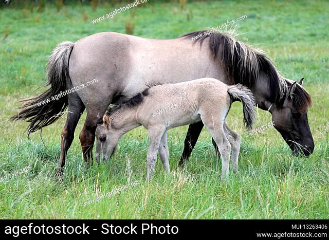 Icelandic horse, foal, Germany