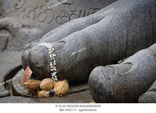 Toes of the monolithic statue of the Jain saint Gomateshwara decorated with jasmine flowers, coconuts, Sravanabelagola, Hassan district, Karnataka, South India