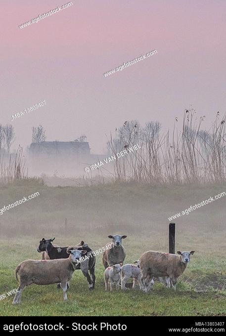 Impressions of a spring hike at sunrise and fog in South Holland in the Alblasserwaard Vijfheerenlanden region near Kinderdijk: sheep and lambs in a polder...