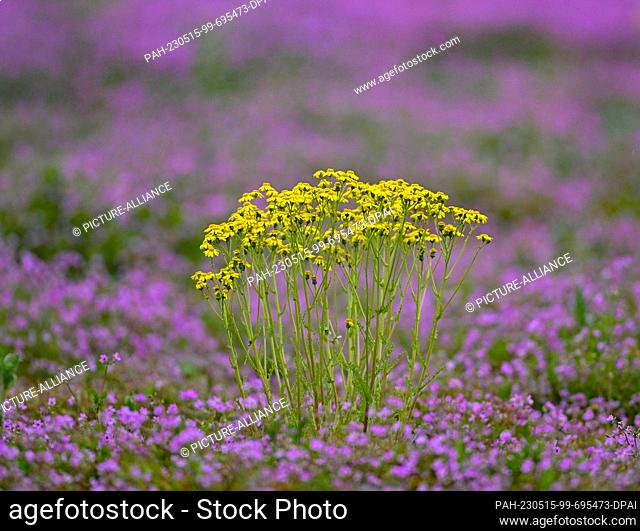 15 May 2023, Brandenburg, Jacobsdorf: A colorful carpet on a fallow field of purple flowers is formed by the common heron's beak (Erodium cicutarium) together...