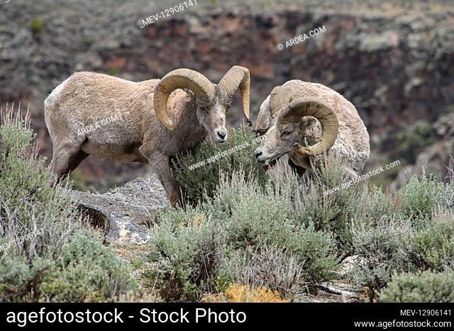 Rocky Mountain Bighorn Sheep in sage - Rocky Mountain Bighorn Sheep herd foraging in sage - North America