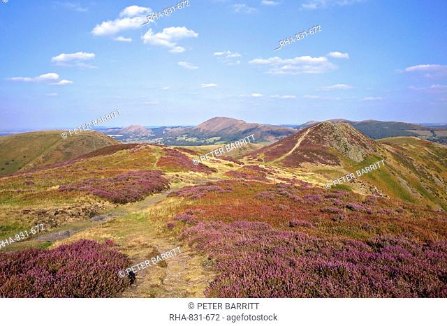 Views over Caradoc, Lawley and the Wrekin from the Long Mynd, Church Stretton Hills, Shropshire, England, United Kingdom, Europe