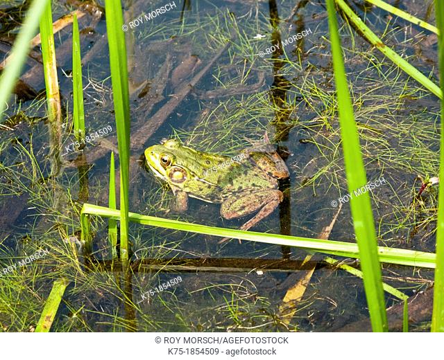 Green frog in wetland