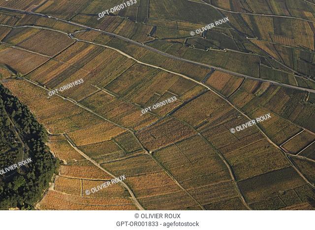 VINEYARDS AROUND THE VILLAGE OF MONTHELIE, (21) COTE-D'OR, BOURGOGNE, FRANCE