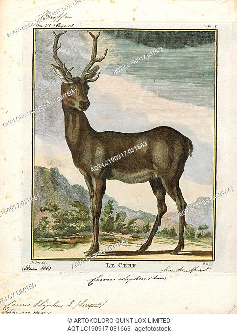 Cervus elaphus, Print, The red deer (Cervus elaphus) is one of the largest deer species. The red deer inhabits most of Europe, the Caucasus Mountains region