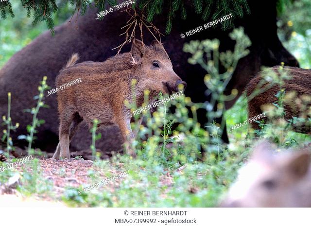 Wild boar, young boar in the forest, early summer