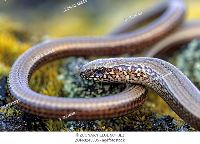 Blindschleiche die Extremitaeten sind komplett zurueckgebildet / Slow Worm is a limbless reptile - (Blindworm) / Anguis fragilis
