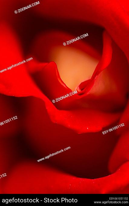 Red rose abstract macro, shallow depth of field