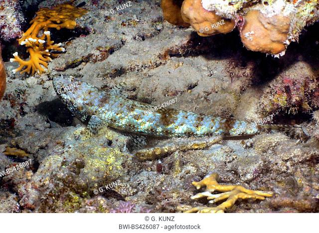 Graceful lizardfish (Saurida gracilis), on sea bottom, Egypt, Red Sea