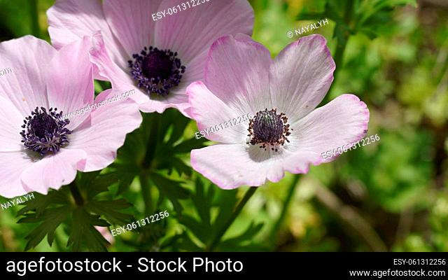 Purple-White Anemones at Spring. Crown anemone or poppy anemone blooms in February in a city park. Spring flowers in Israel( Anemone Coronaria, Calanit)