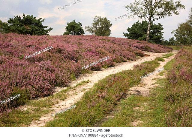 Heather, Ling Calluna vulgaris - Kampina, North Brabant, The Netherlands, Holland, Europe