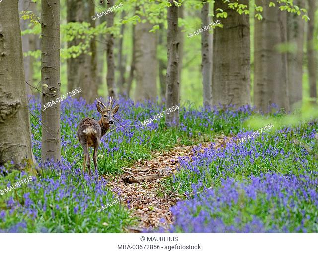 Belgium, Flanders, 'Hallerbos' (forest), roe deer, Capreolus capreolus, in a beech forest, copper beeches, Fagus sylvatica, bluebells, Hyacinthoides non-scripta