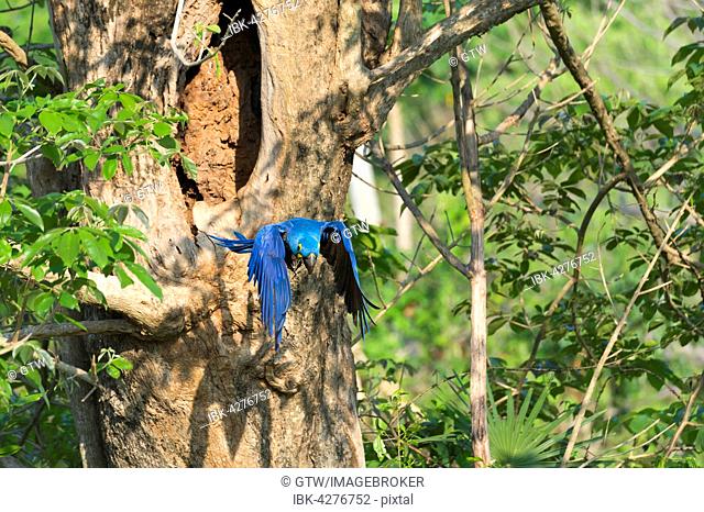 Hyacinth Macaw (Anodorhynchus hyacinthinus) flying out of its tree nest, Pantanal, Mato Grosso, Brazil
