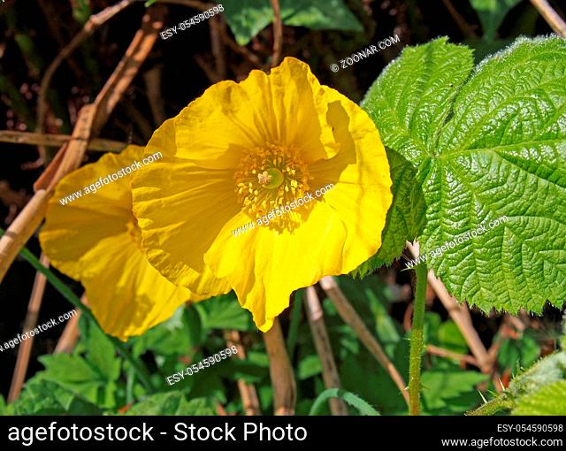 a close up of two bright yellow welsh poppies with surrounding green leaves in spring sunlight