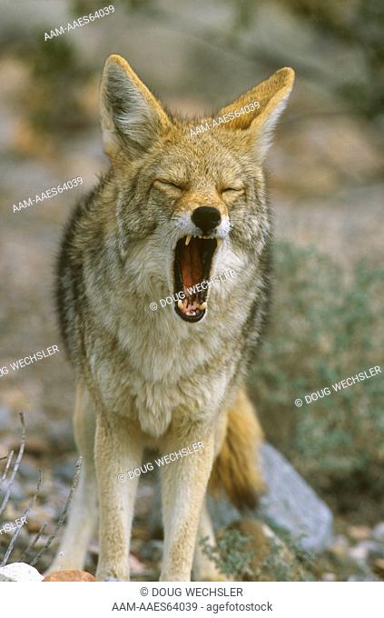 Coyote (Canis latrans) yawning, Death Valley N.M., CA  2945-47