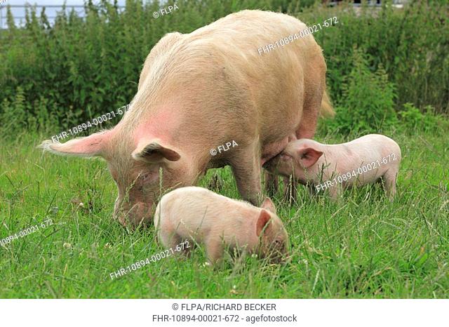 Domestic Pig, Large White, free-range sow with piglets, in pasture on farm, Powys, Wales
