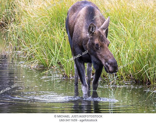 Moose at Rocky Mountain National Park, Colorado