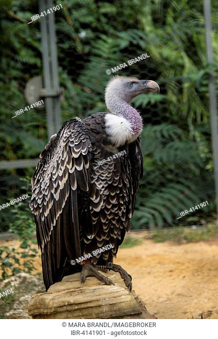 Rüppell's vulture (Gyps rueppellii), zoological garden, Bioparco di Roma, Rome, Italy