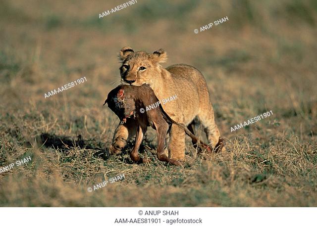 Lion (Panthera Leo), lion cub with wildebeest fetus parading as a trophy, Maasai Mara National Reserve, Kenya, August 2000