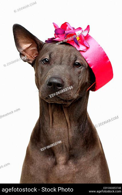 beautiful bacl thai ridgeback puppy dog with super short fur hair wearing pink hat with flowers. studio shot isolated on white background. copy space