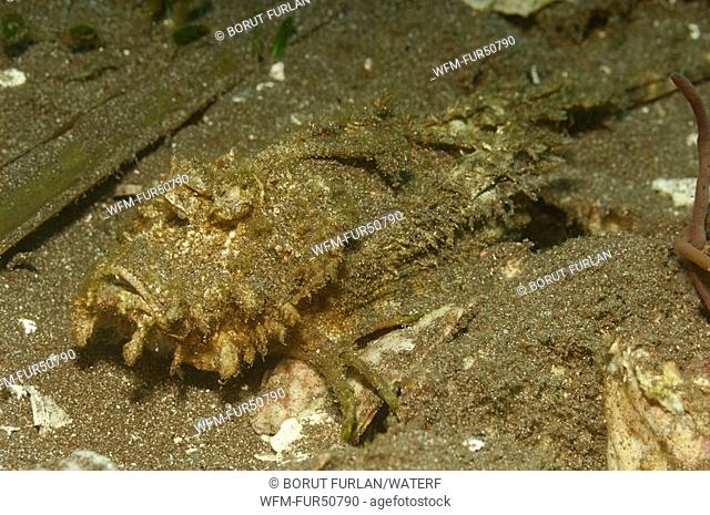 Venemous Spiny Devilfish, Inimicus didactylus, Alor, Lesser Sunda Islands, Indo-Pacific, Indonesia
