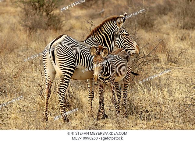 Grevy's Imperial Zebra mother with young Samburu National Park Kenya