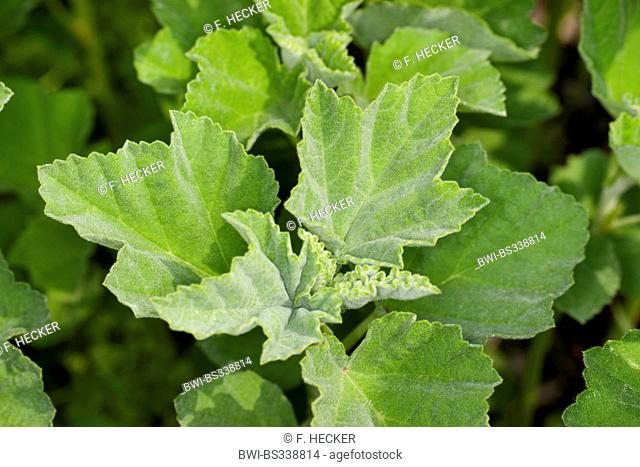 common marsh-mallow, common marshmallow (Althaea officinalis), leaves, Germany