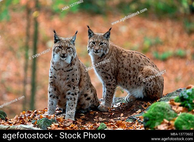 Lynx in the Bavarian Forest NP