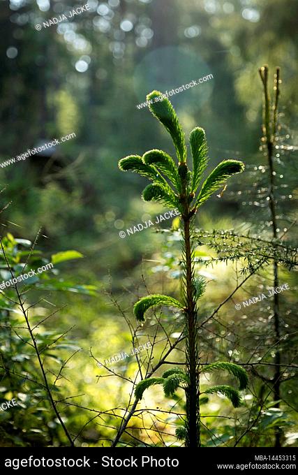 Germany, North Rhine-Westphalia, Teutoburg Forest, young tree