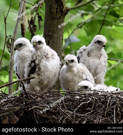 Sparrowhawks ( Accipiter nisus ), young chicks, sitting in their eyrie, hopeful watching, waiting for food, wildlife, Europe