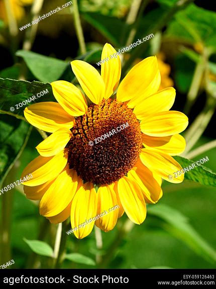 Sonnenblume, Helianthus annuus, ist eine wichtige Oel- und Heilpflanze mit gelben Blueten und wird auch in der Medizin verwendet