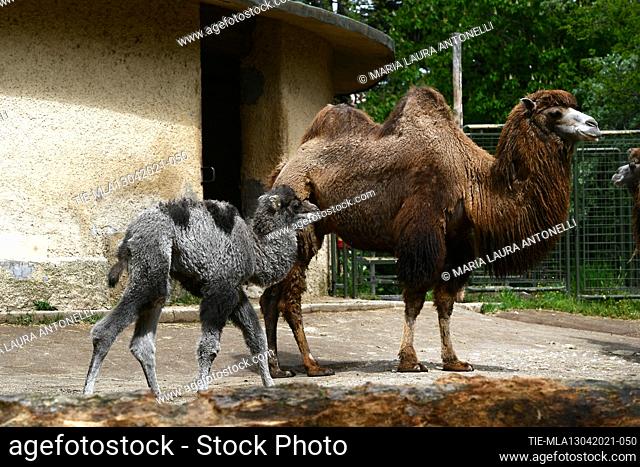 Spring in the name of births at the Zoological Garden 'Bioparco' of Rome. Bactrian camel puppy is called Priscilla and is in excellent health and her mother...