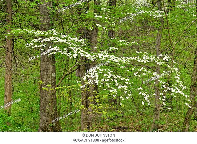 Hardwoods and floweing dogwood in the Boxley Valley, Buffalo National River, Arkansas, USA