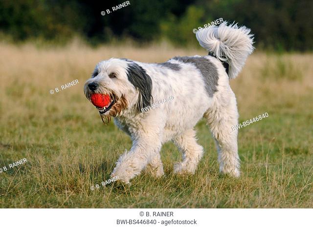Polish Lowland Sheepdog, PON (Canis lupus f. familiaris), three years old trimmed she dog walking in a meadow with a red ball in the mouth, Germany