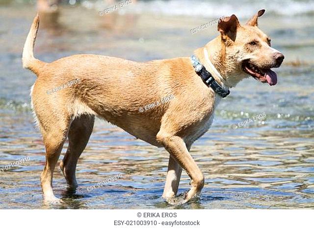Dog playing in the water