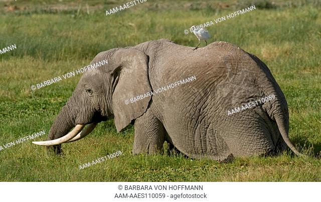 African elephant (Loxodonta africana) in marsh, feeding, Amboseli National Park, Kenya