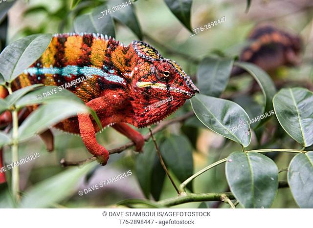 Colourful Panther chameleon (Furcifer pardalis), Andasibe-Mantadia National Park, Madagascar