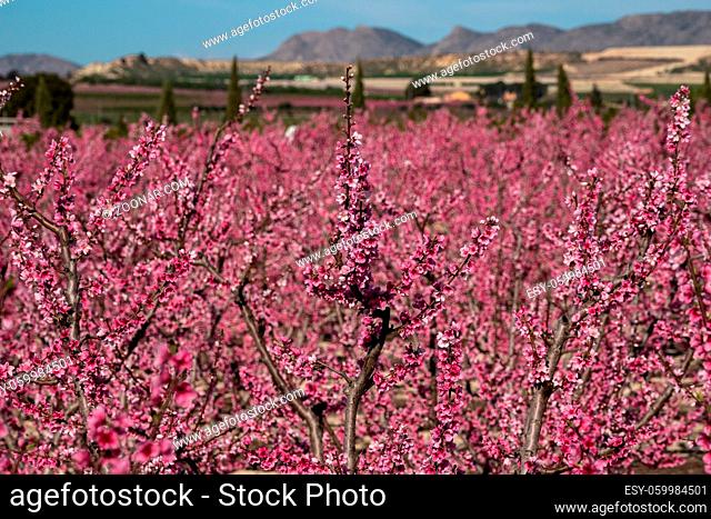 Peach blossom in Cieza, Mirador El Horno. Photography of a blossoming of peach trees in Cieza in the Murcia region. Peach, plum and nectarine trees