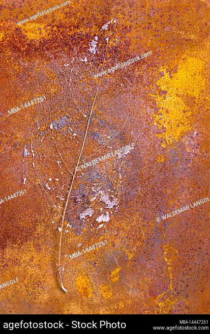 weathered leaf on rusty metal background, still life, leaf skeleton